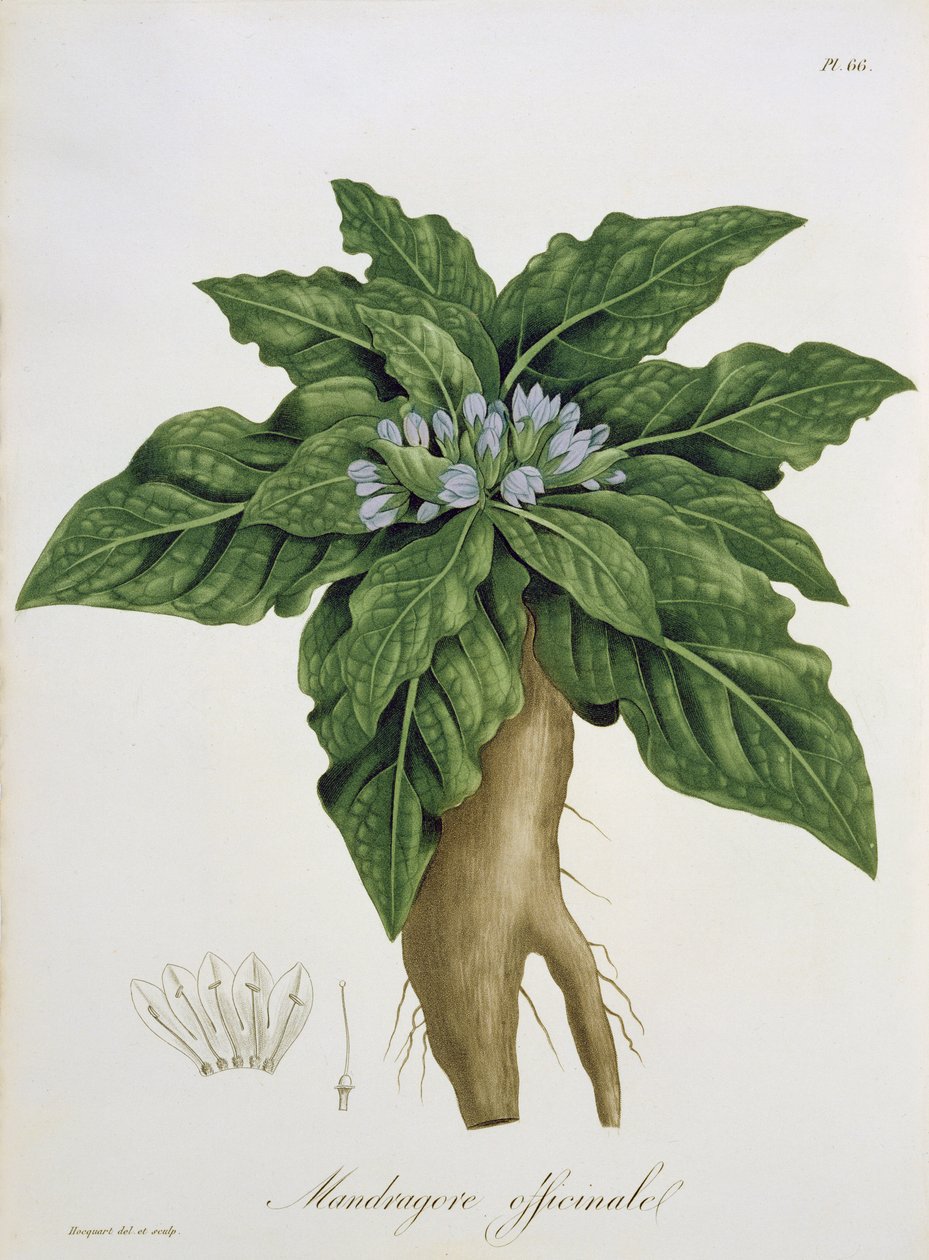 Mandragora Officinarum from 
