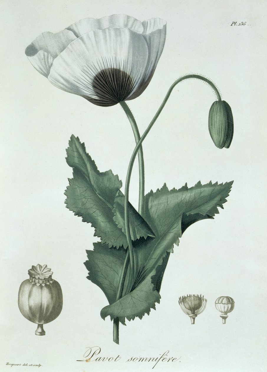 Papaver Somniferum from 