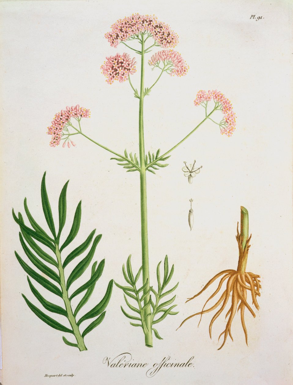 Valerian from 