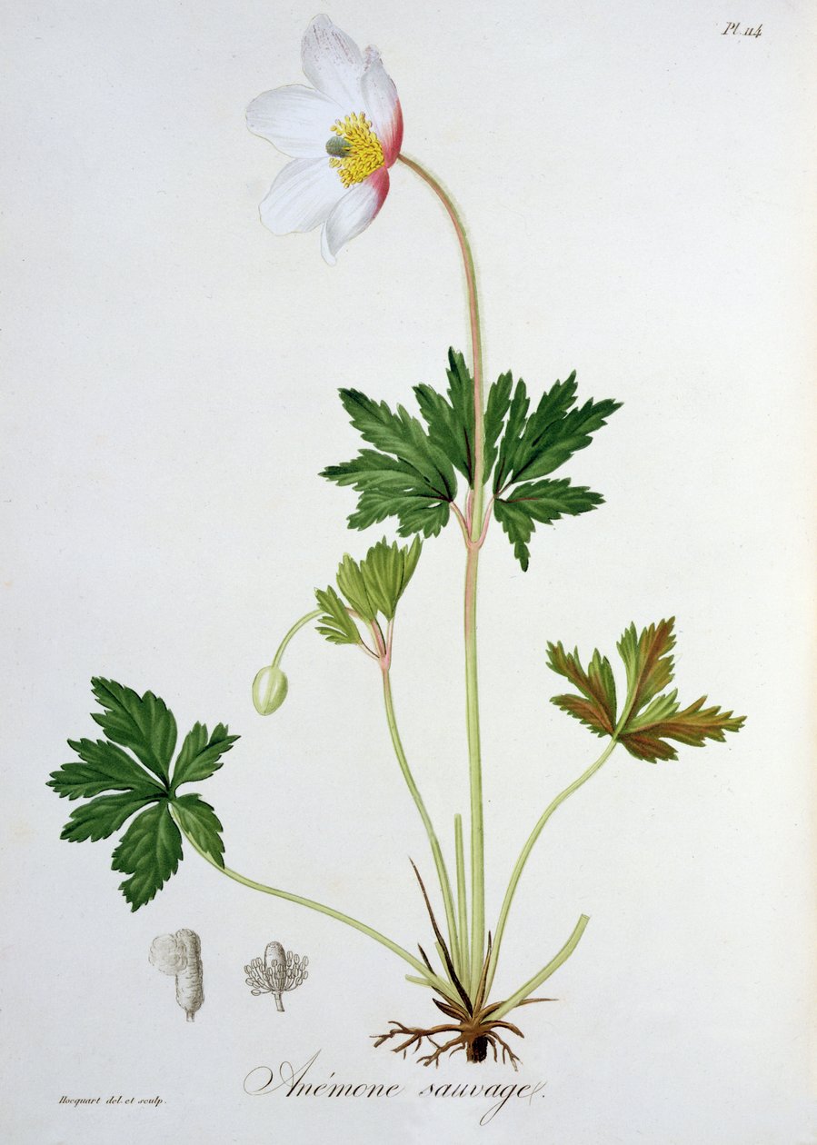 Wood Anemone from 