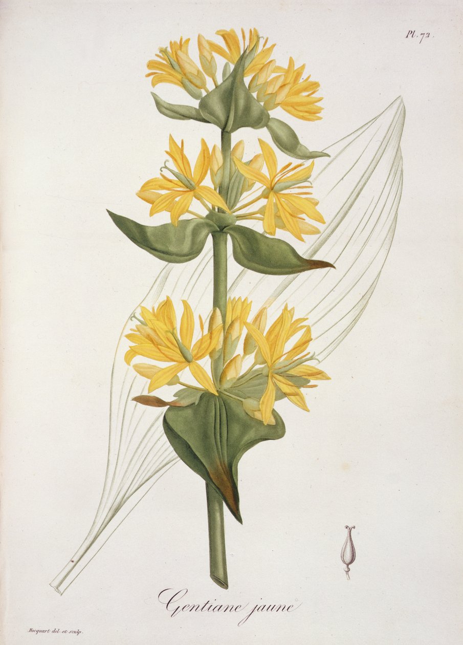Yellow Gentian from 