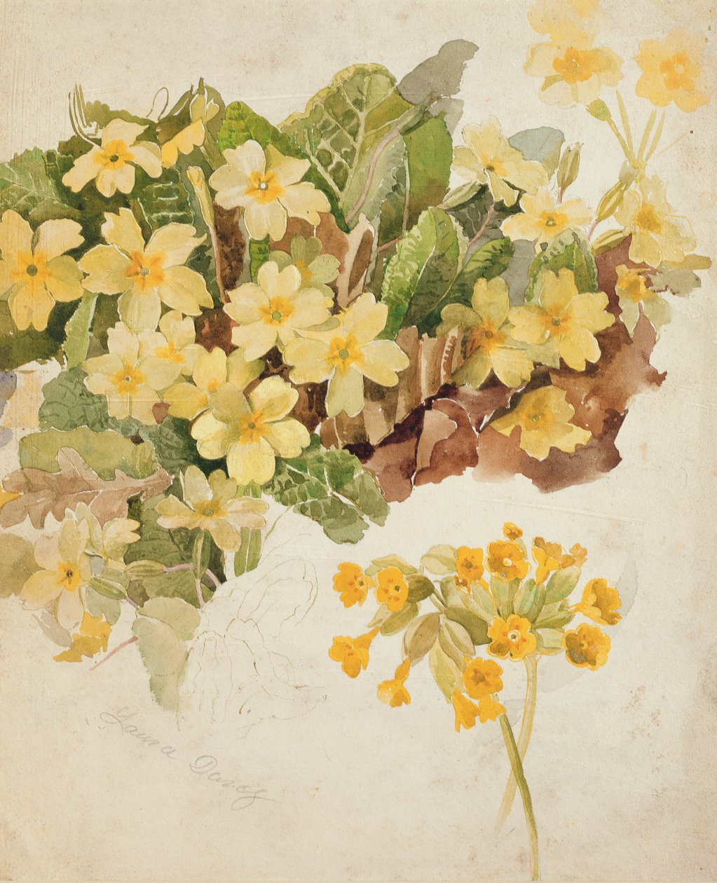 Study of Primroses and Cowslips by Laura Darcy Strutt