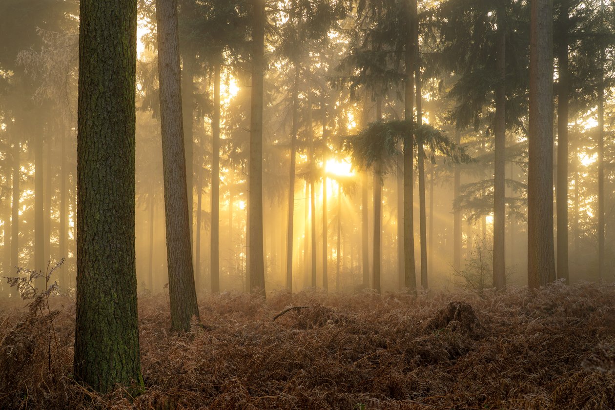Ashes of Mist by Lee Cooper