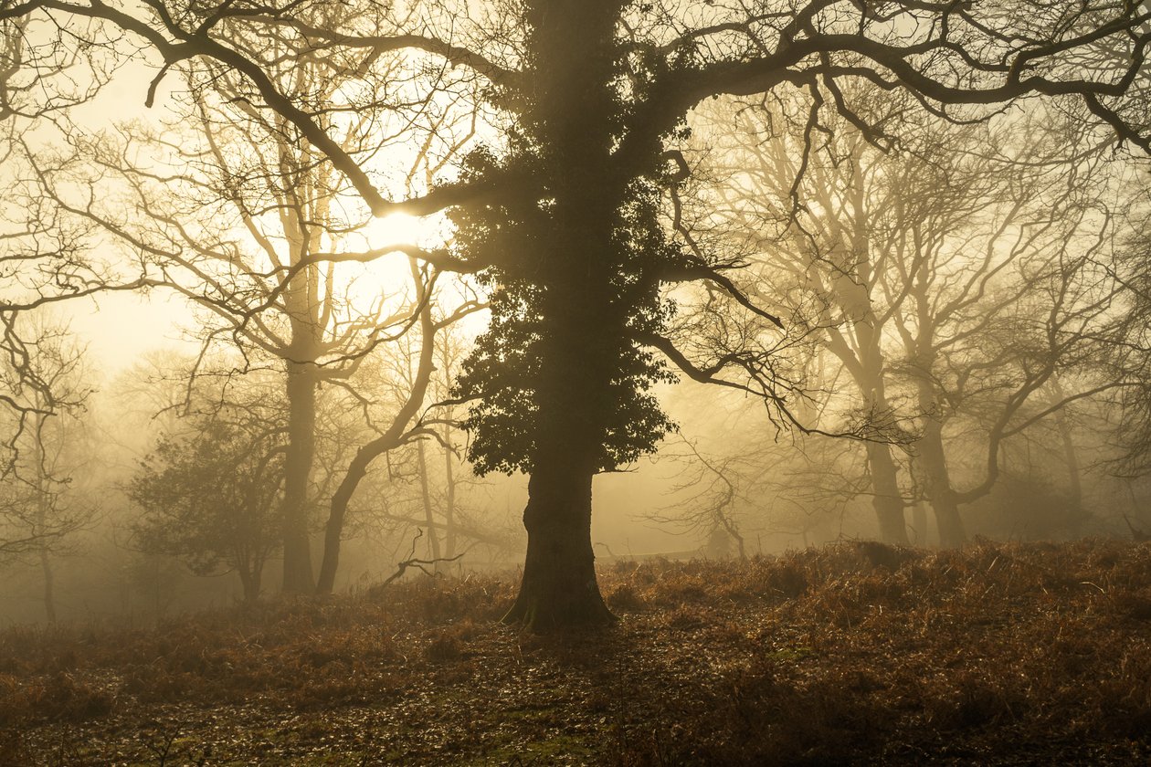 Autumn Morning by Lee Cooper: Buy fine art print
