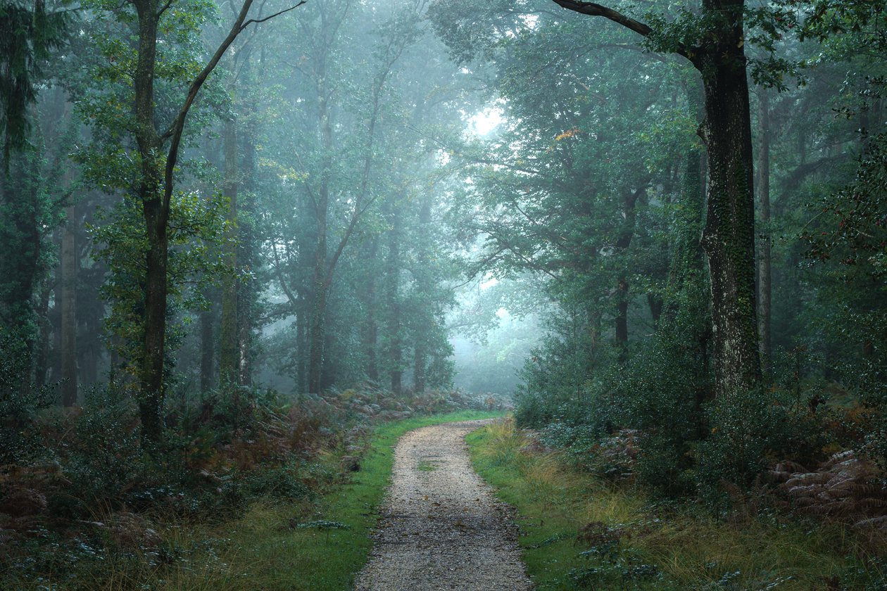 Between Branches, 2023 by Lee Cooper