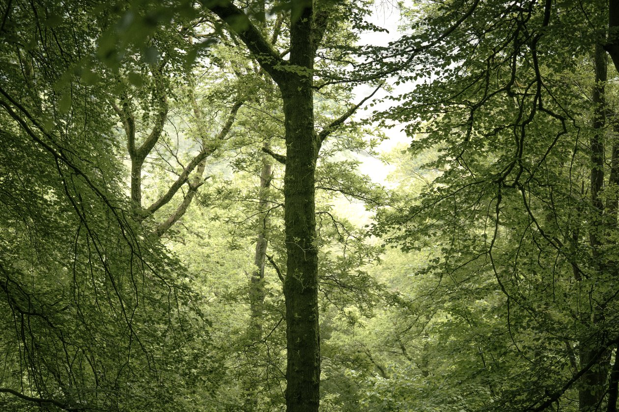 Branchline by Lee Cooper