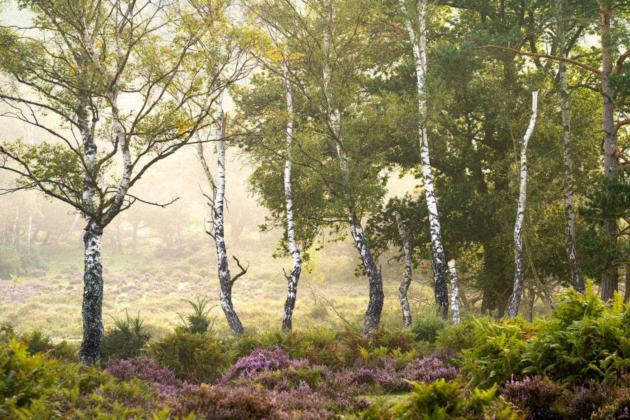 Fading Season, 2023 by Lee Cooper