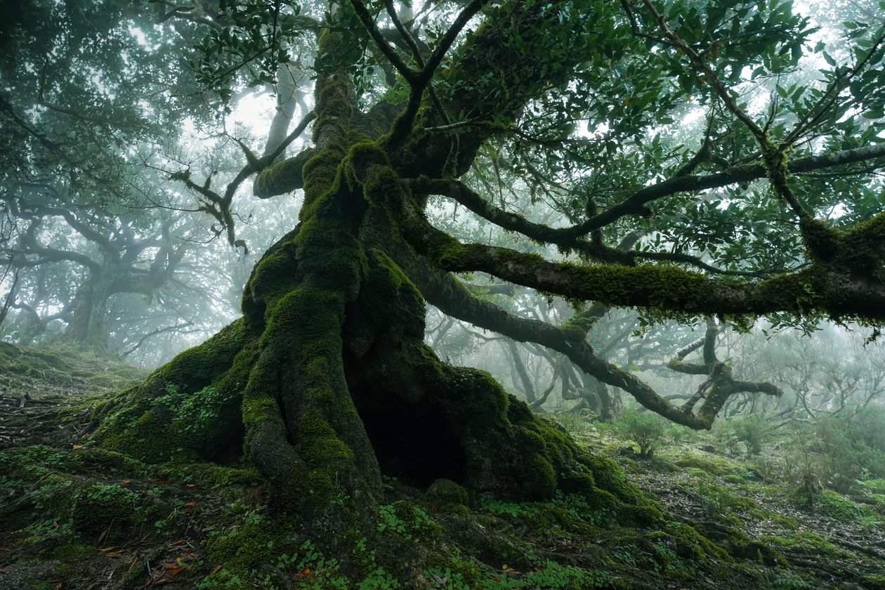 Forgotten Land, 2025 by Lee Cooper