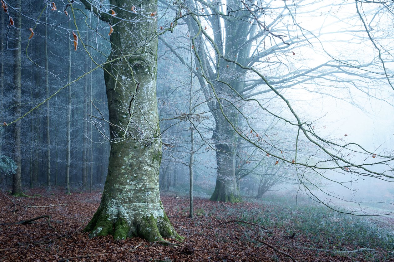 Mosslight, 2023 by Lee Cooper