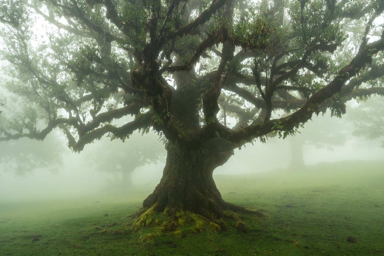 Tales of the Forest, 2025 by Lee Cooper