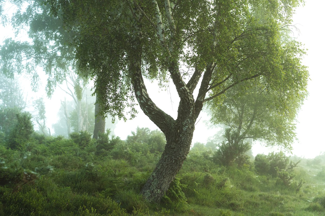 Tales of the Forest III, 2024 by Lee Cooper