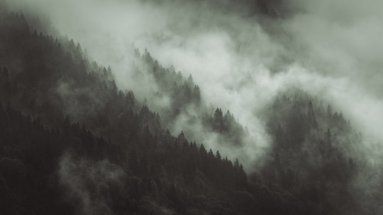 Tangled, 2022 by Lee Cooper