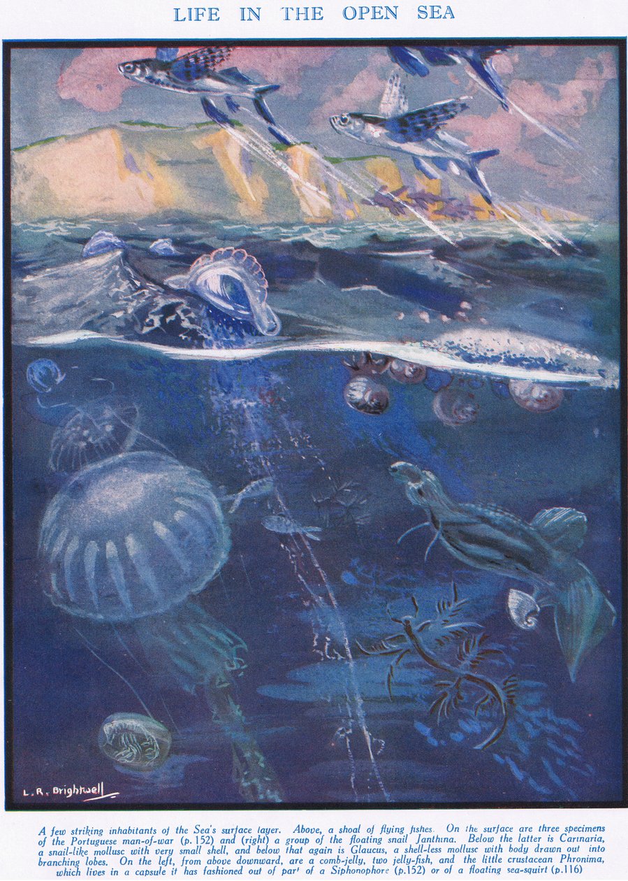 Life in the Open Sea, illustration from 