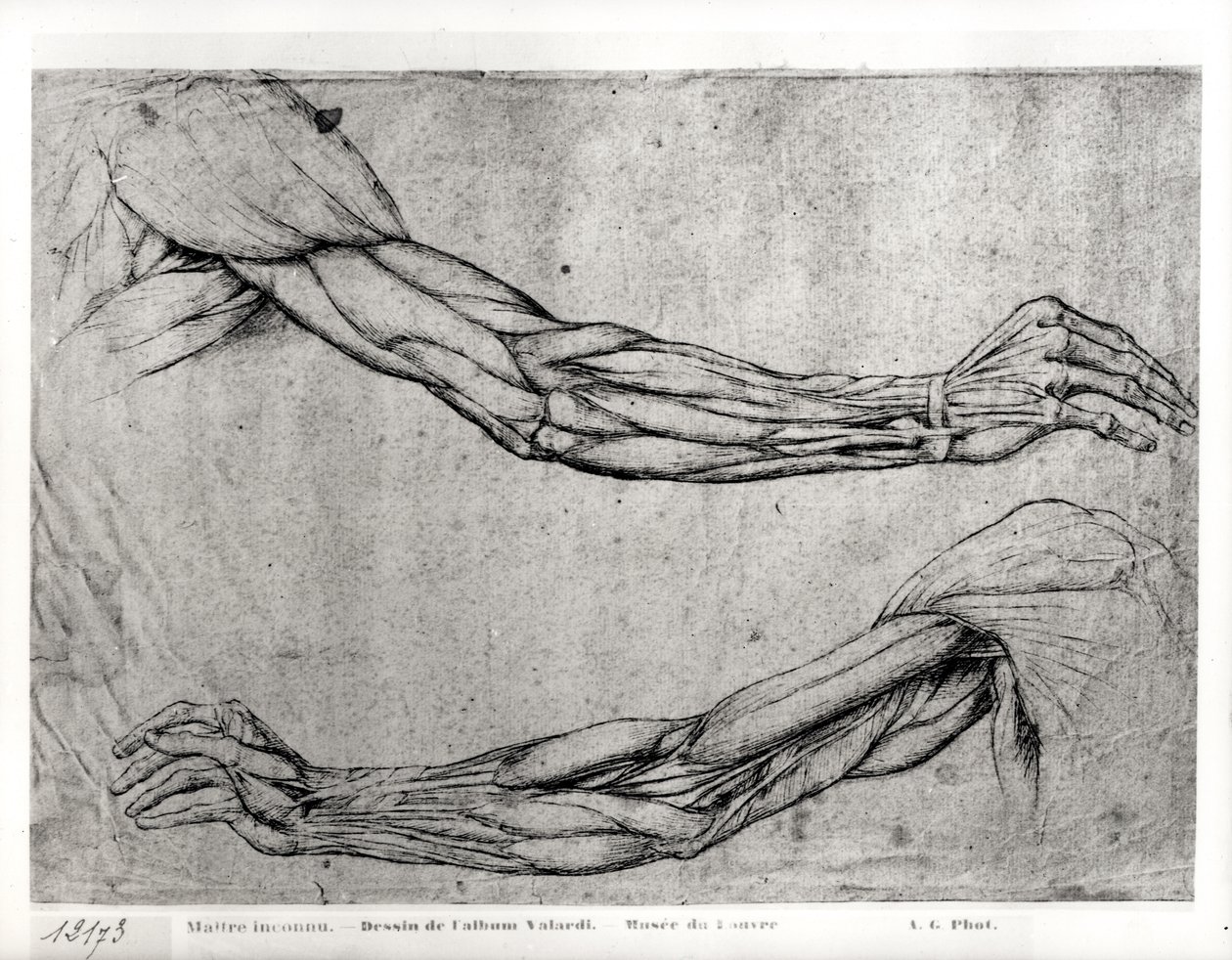 Study of Arms by Leonardo da Vinci