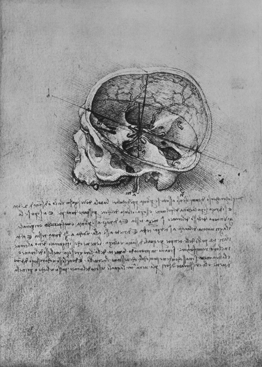 Anatomical Drawing of a Skull to the Left, c1480, 1945 by Leonardo da Vinci