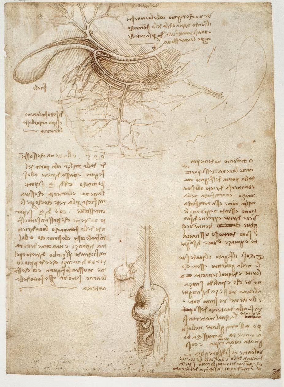Anatomy Studies by Leonardo da Vinci