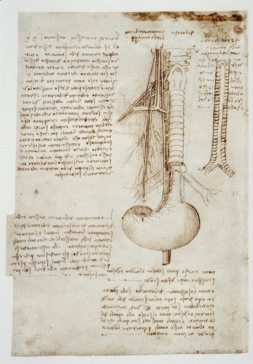 Anatomy Studies by Leonardo da Vinci