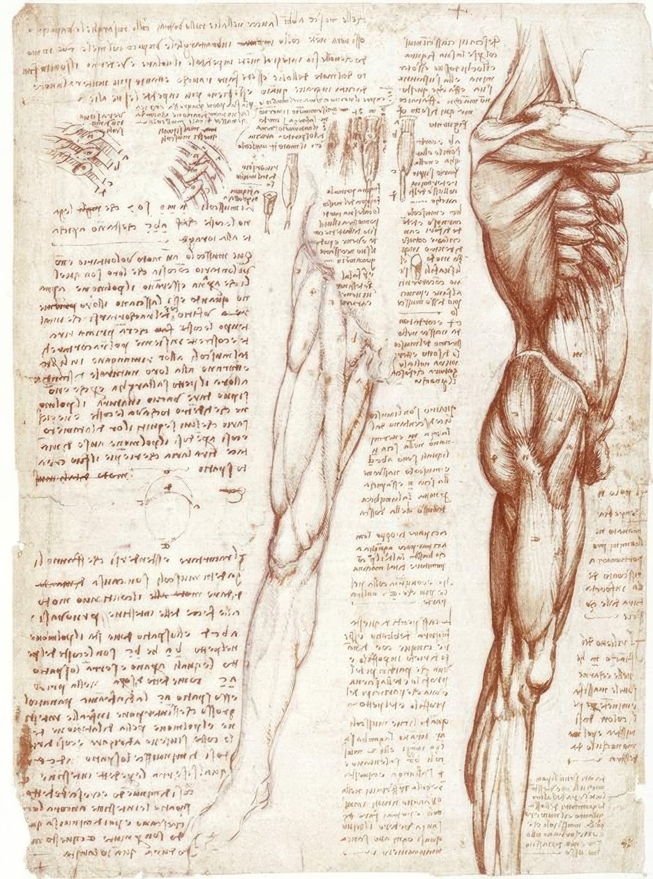 Anatomical Studies: The Musculature of the Torso and Legs by Leonardo da Vinci