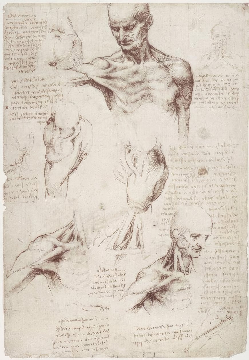 Anatomy Studies: The Surface Muscles of Neck and Shoulder by Leonardo da Vinci