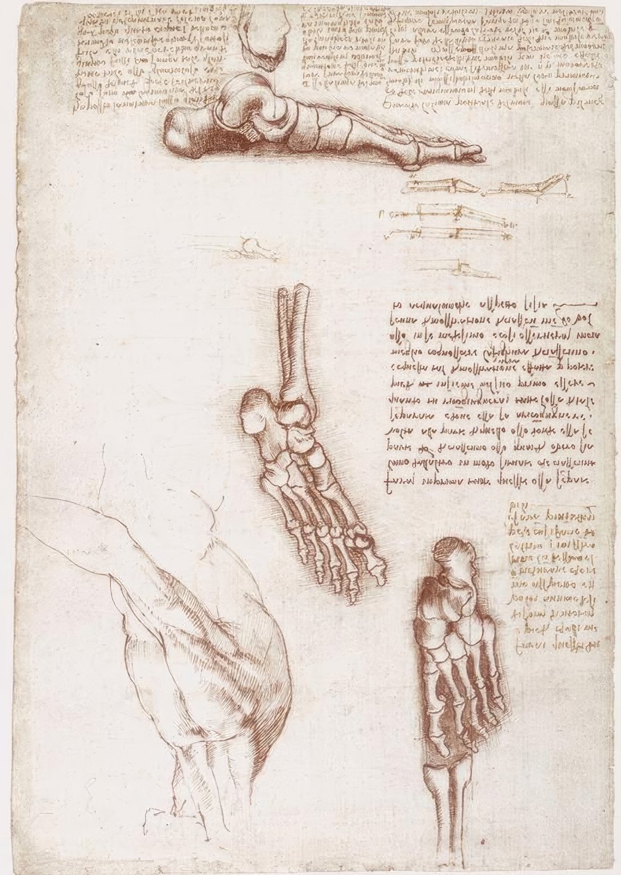 Anatomy Studies: Surface Anatomy of the Shoulder / Bones of the Foot by Leonardo da Vinci