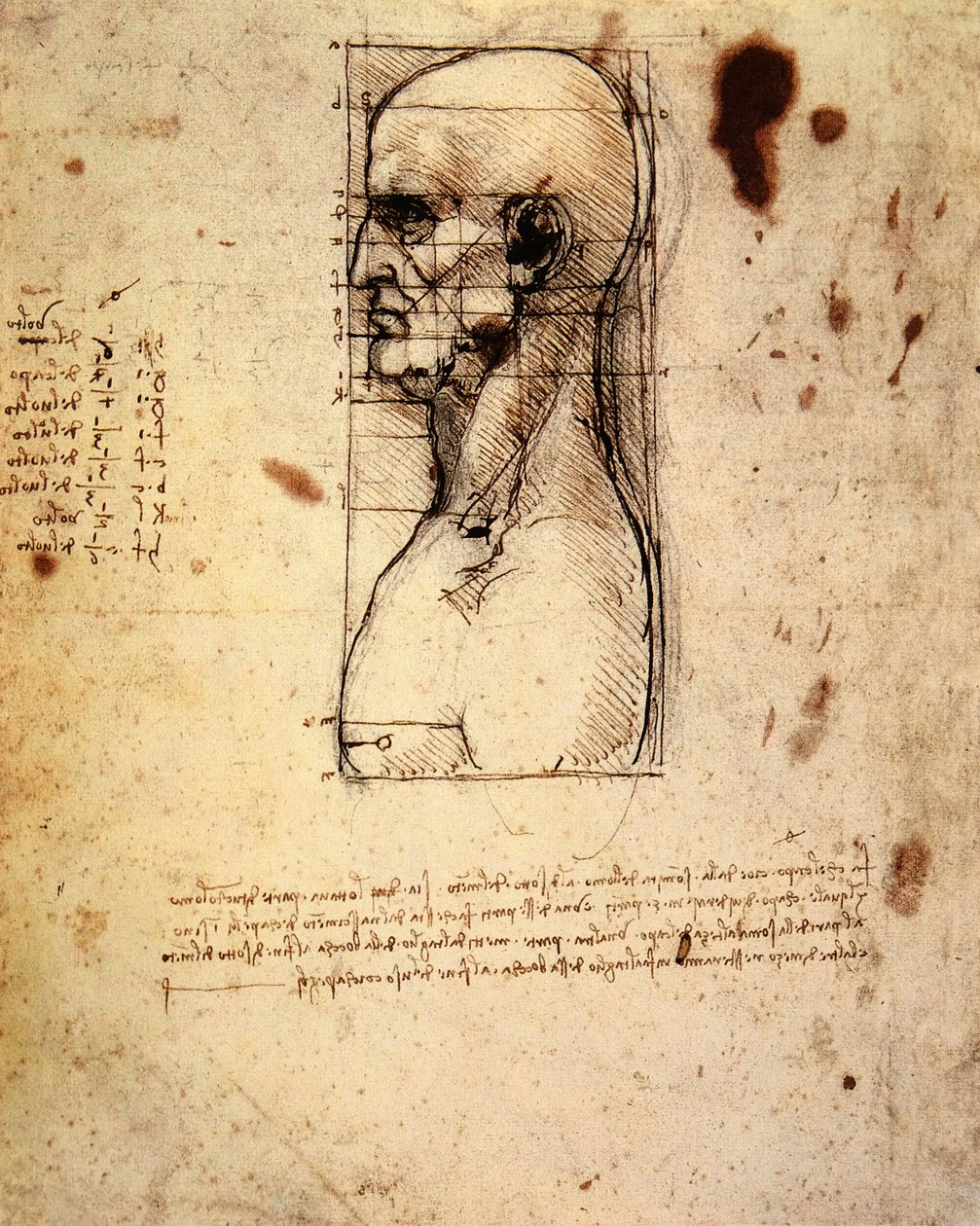 Male Head in Profile with Proportions by Leonardo da Vinci