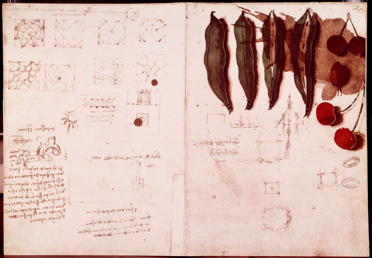 Notes and Sketches of Botany and Geometry by Leonardo da Vinci