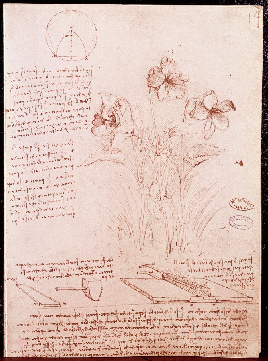 Notes and Sketches of Botany and Geometry: Narcissus by Leonardo da Vinci