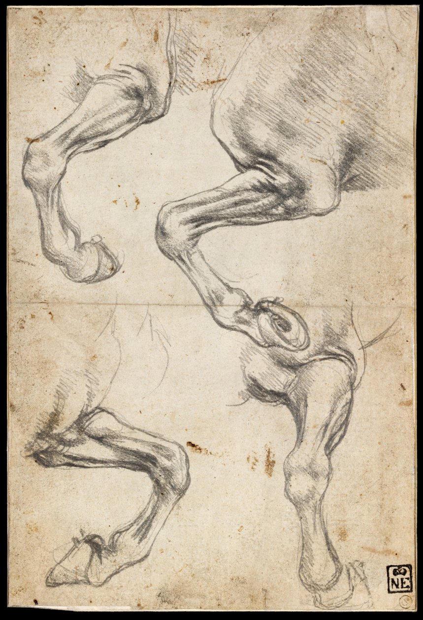 Studies of Horses Leg by Leonardo da Vinci