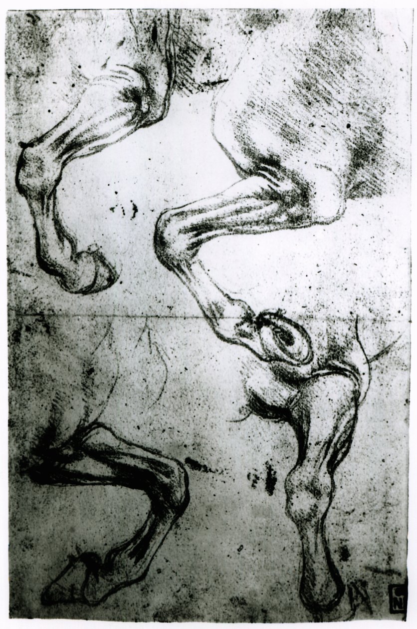 Studies of Horses