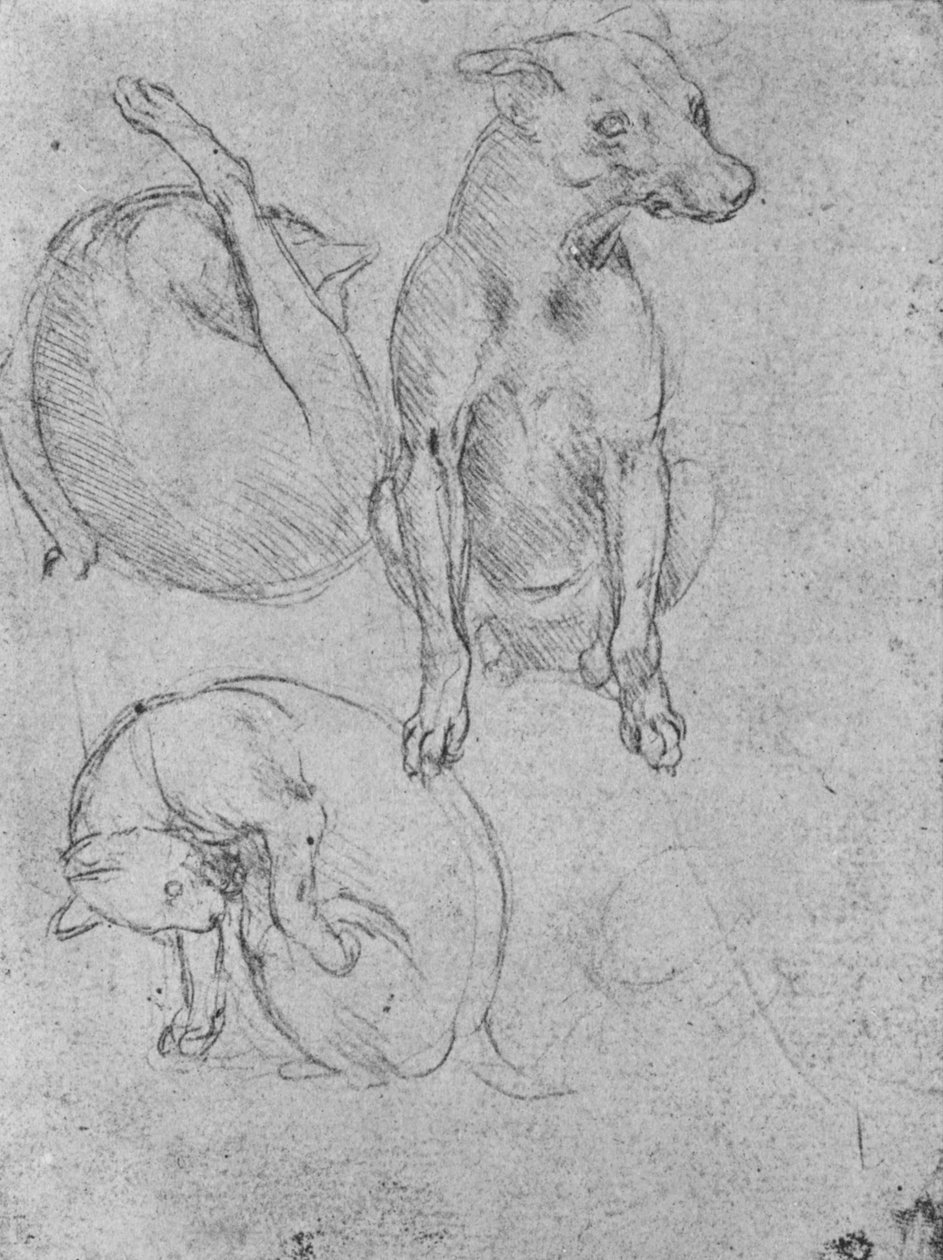 Studies of a Dog and of a Cat by Leonardo da Vinci