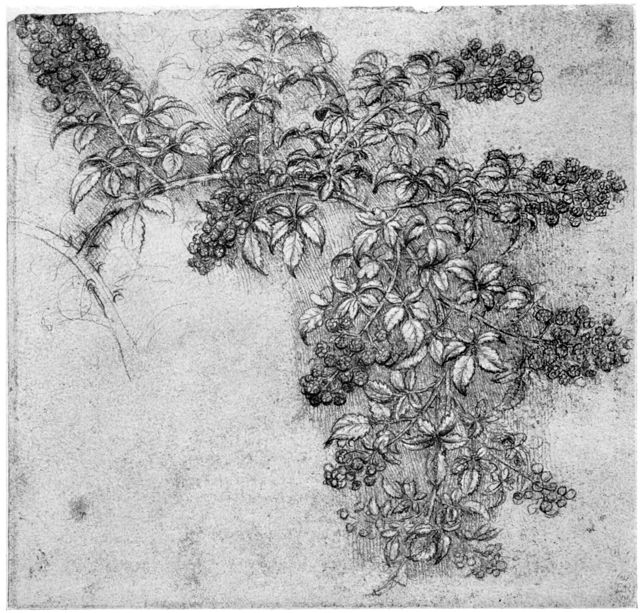 Study of a blackberry branch, late 15th or early 16th century by Leonardo da Vinci