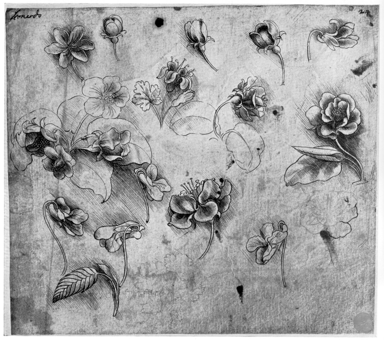 Study of flowers by Leonardo da Vinci