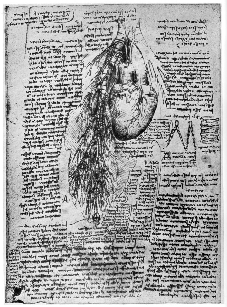 Study of the heart and the bronchial arteries, late 15th or early 16th century by Leonardo da Vinci