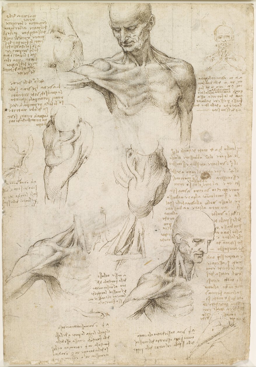 Superficial Anatomy of the Shoulder and Neck by Leonardo da Vinci