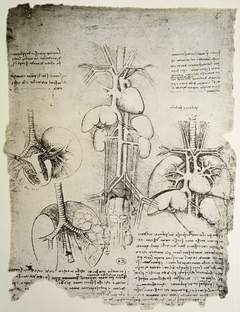 The Heart and the Circulation, facsimile of the Windsor book by Leonardo da Vinci