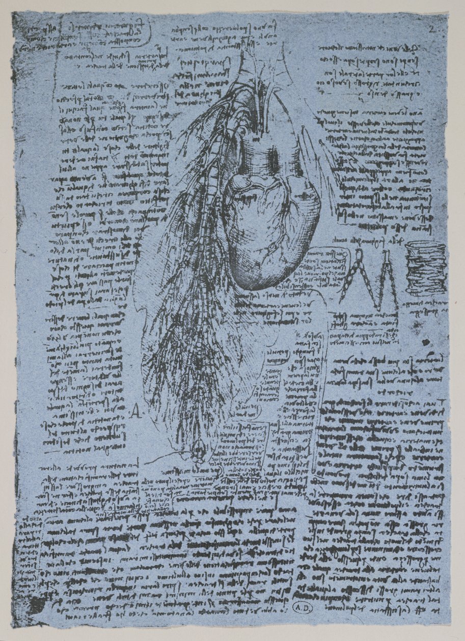 The Heart and the bronchial arteries, facsimile of the Windsor book by Leonardo da Vinci