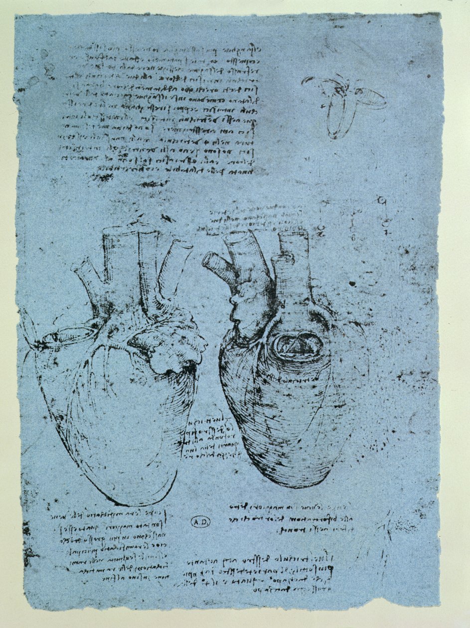 The Heart, Facsimile of the Windsor Book by Leonardo da Vinci