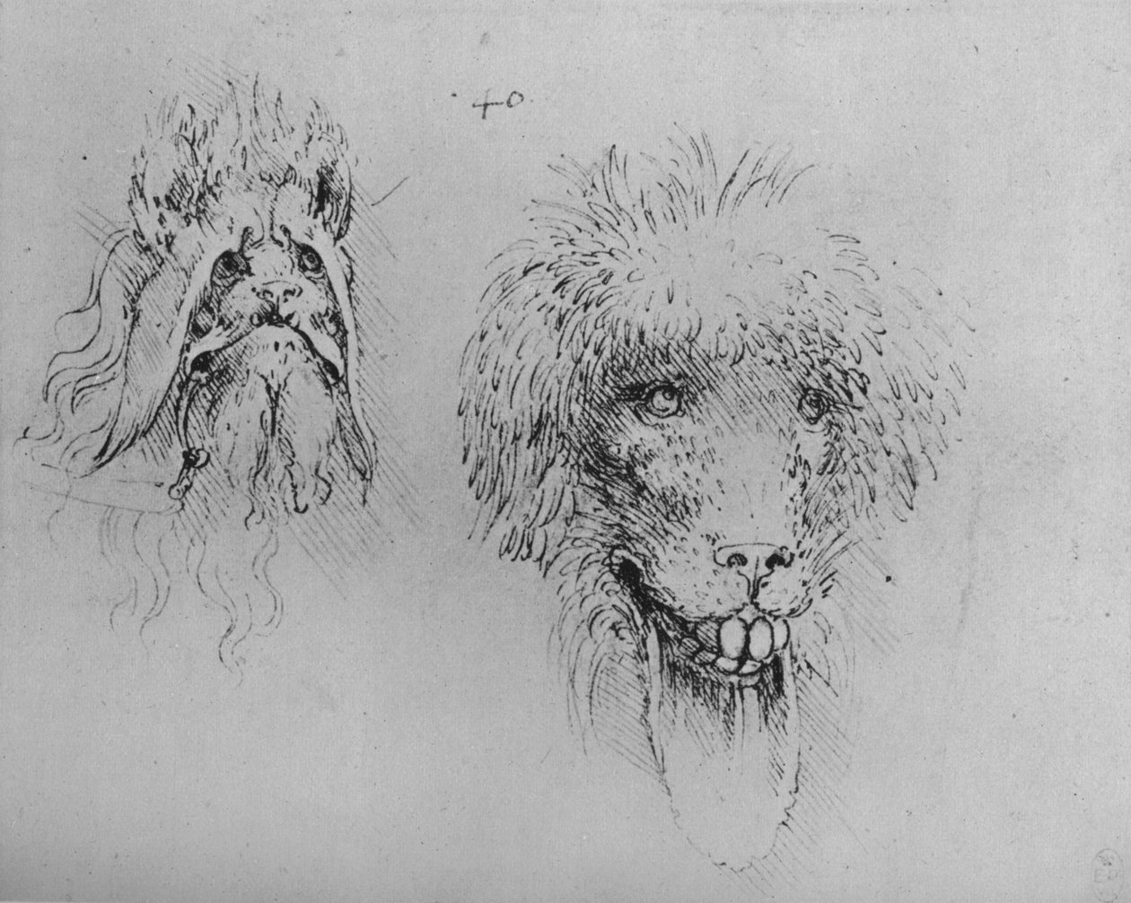 Two Heads of Monsters by Leonardo da Vinci