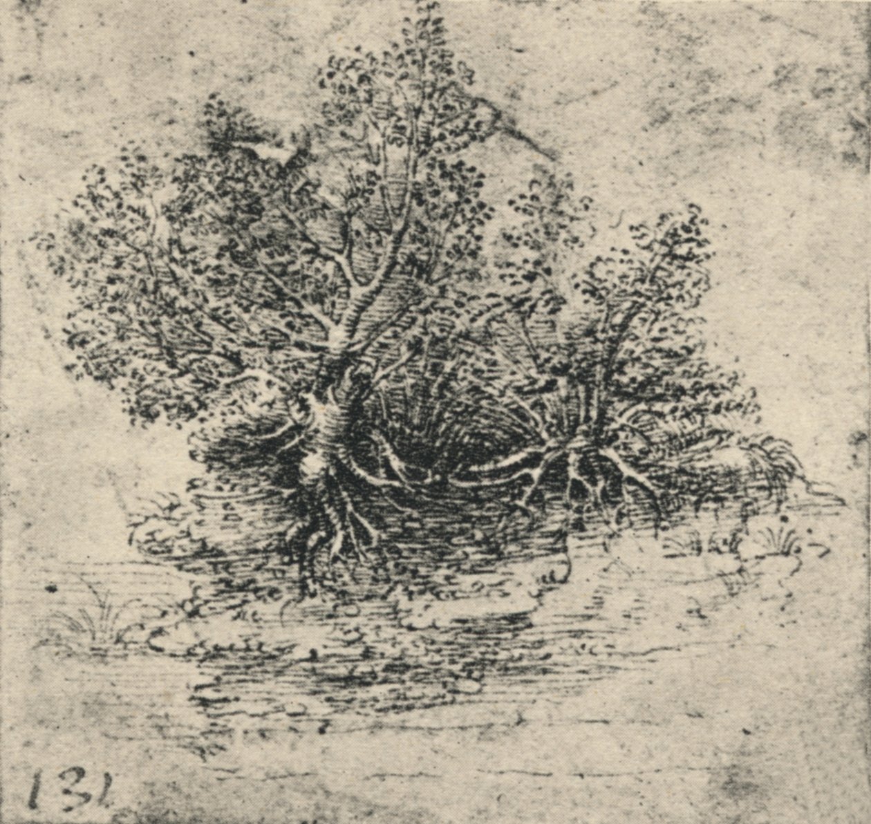 Two Trees on the Bank of a Stream, c1480 by Leonardo da Vinci