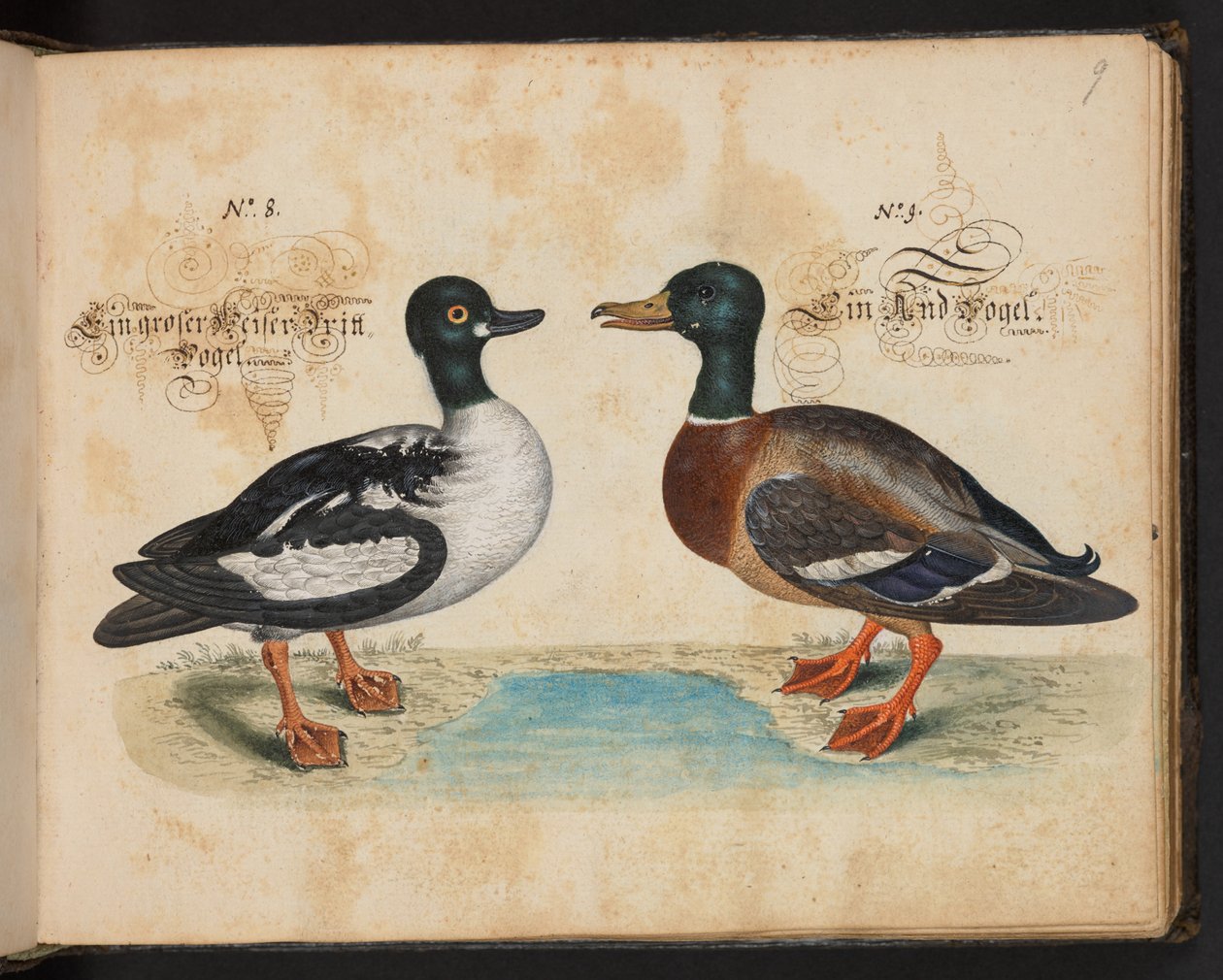 An Exact Natural Description and Delineation of the Water-Fowls, Fishes, Fourfooted Beasts, Insect, and Worms, which are found in the waters at Strasbourg by Leonhard Baldner