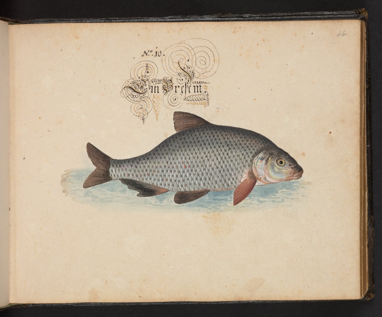 An Exact Natural Description and Delineation of the Water-Fowls, Fishes, Fourfooted Beasts, Insect, and Worms, which are found in the waters at Strasbourg by Leonhard Baldner