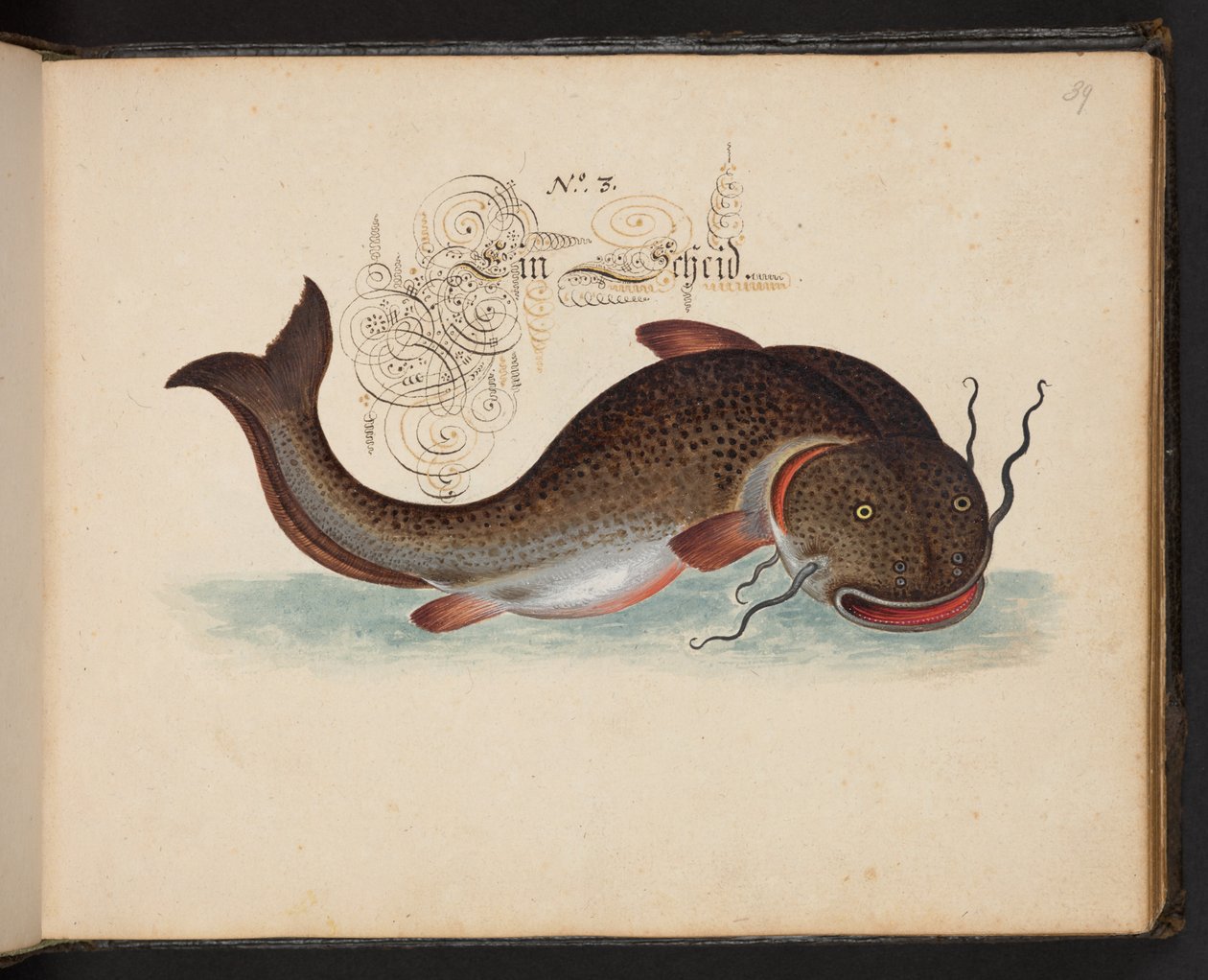 An Exact Natural Description and Delineation of the Water-Fowls, Fishes, Fourfooted Beasts, Insect, and Worms, which are found in the waters at Strasbourg by Leonhard Baldner