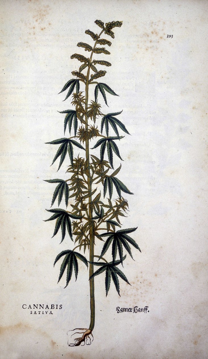 Cannabis Sativa (Hemp cultivative) - in 