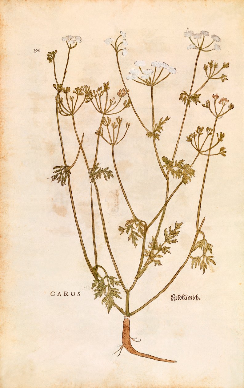 Caraway - Carum carvi (Caros) by Leonhart Fuchs from De historia stirpium commentarii insignes (Notable Commentaries on the History of Plants) by Leonhard Fuchs