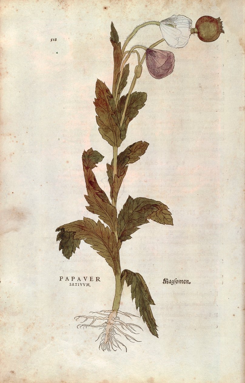 Corn or Field Poppy by Leonhard Fuchs