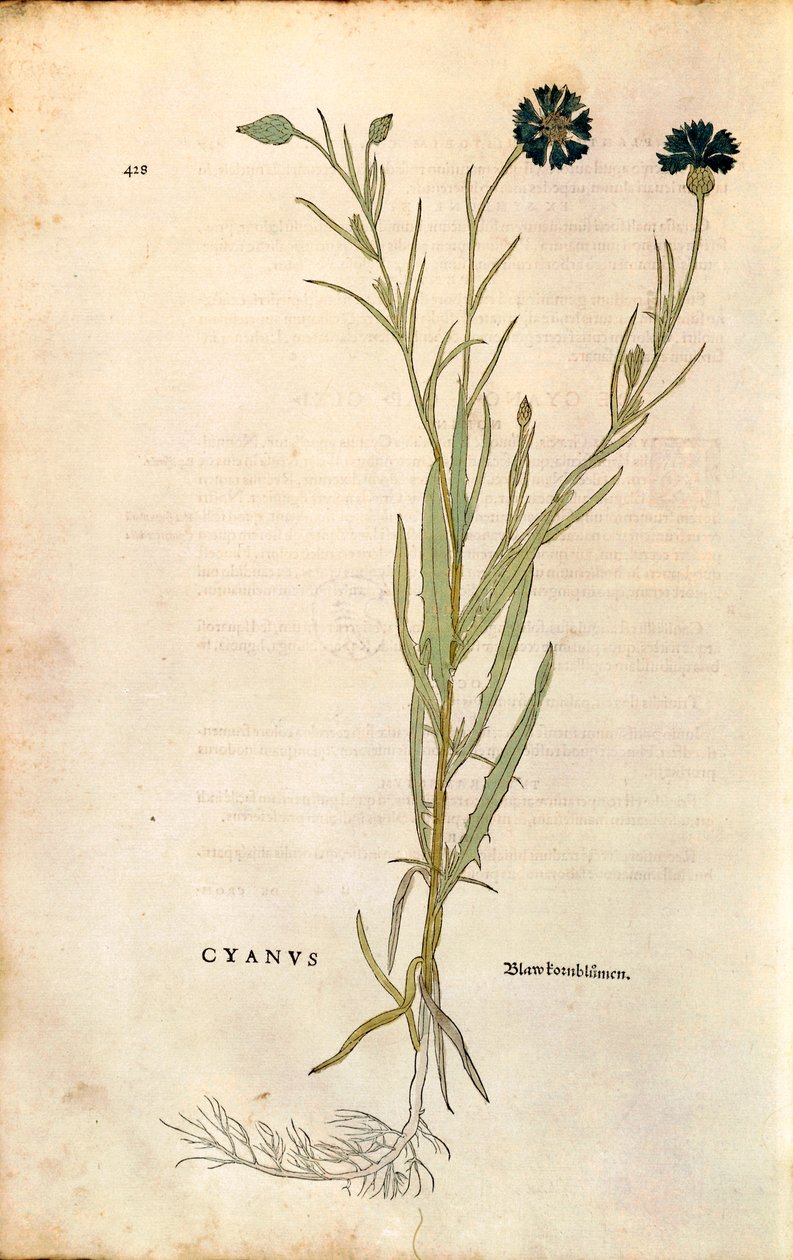 Cornflower by Leonhart Fuchs from 