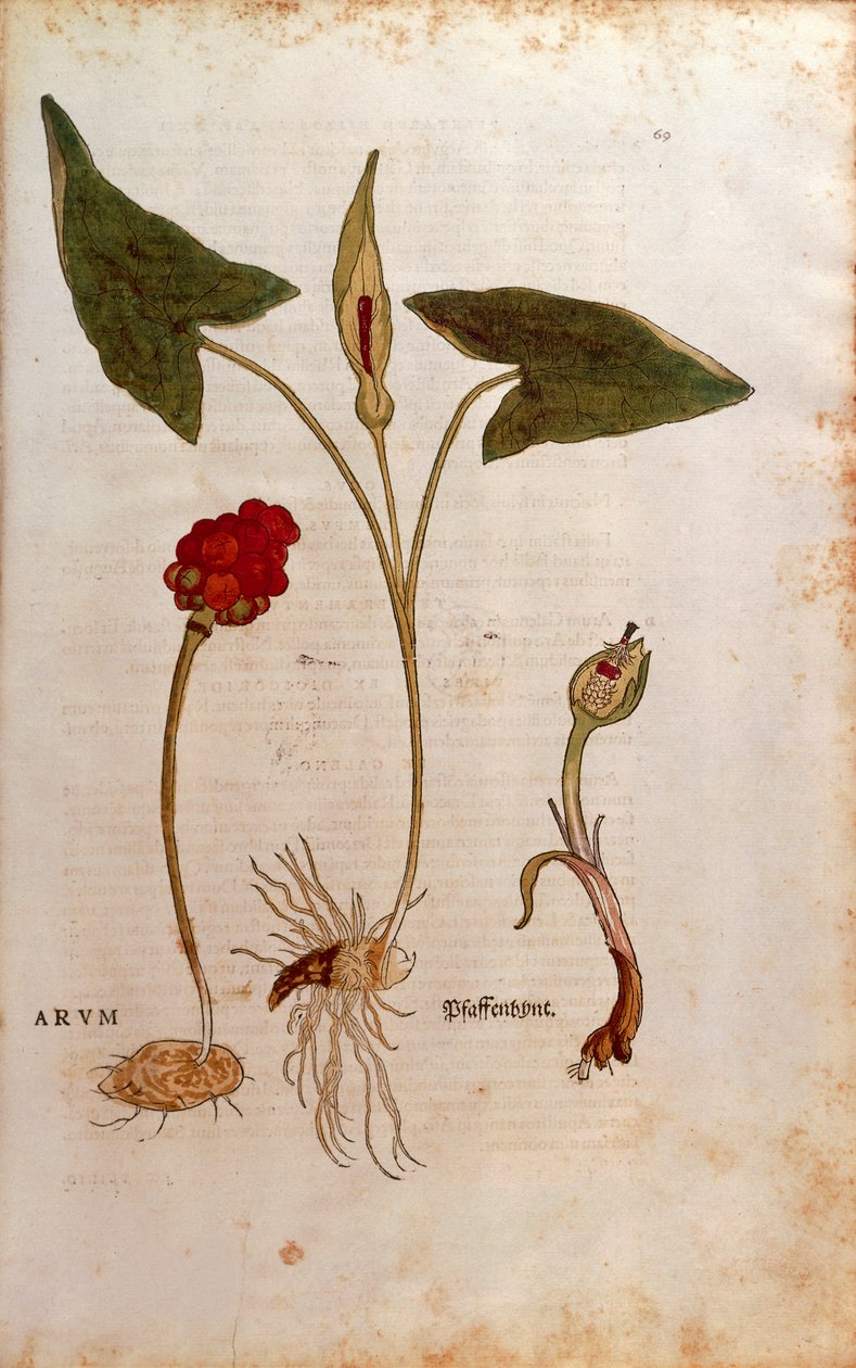 Cuckoo Pint or Italian Lords-and-Ladies (Arum italicum) by Leonhard Fuchs
