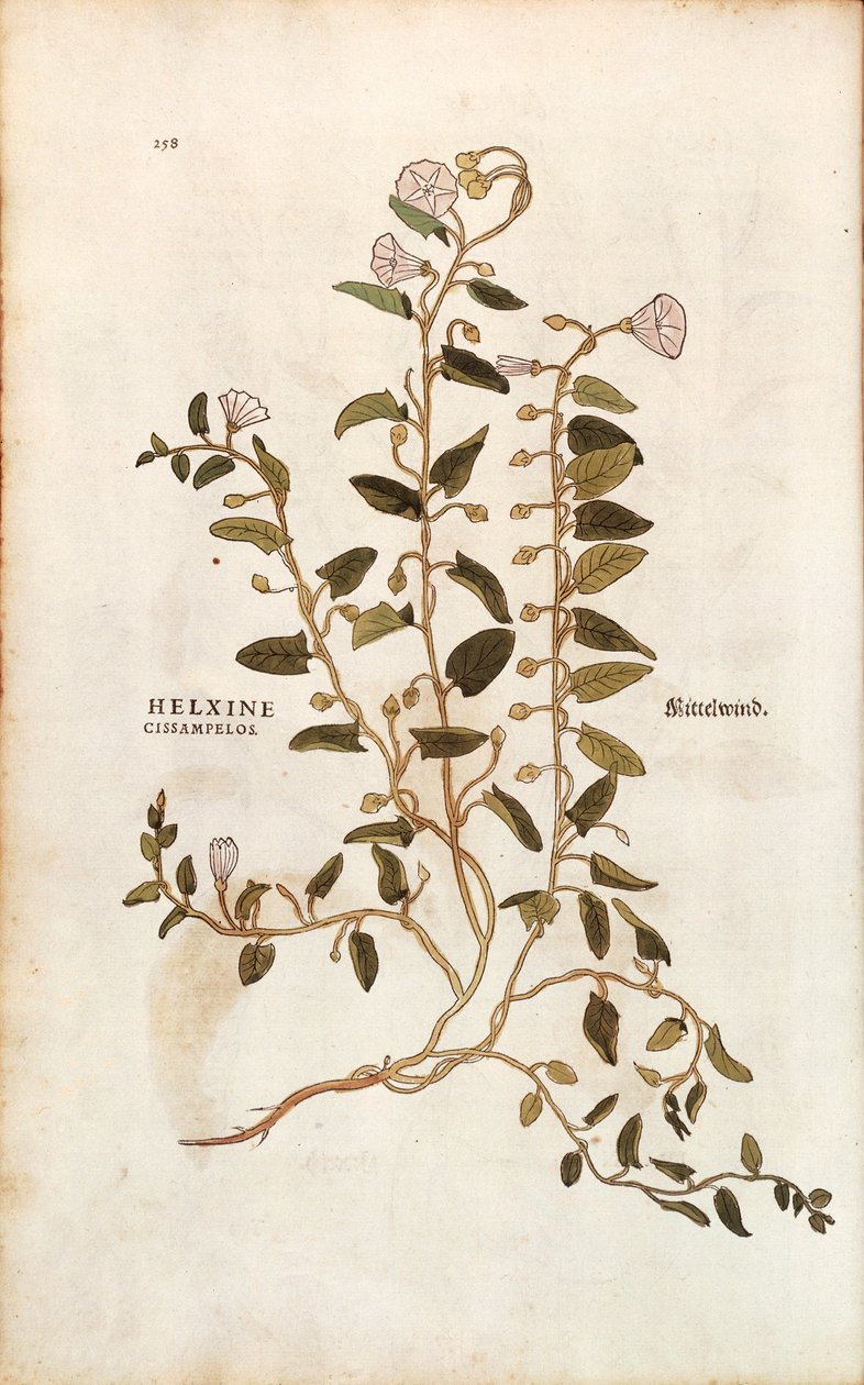 Field Bindweed (Convolvulus arvensis) from Notable Commentaries on the History of Plants by Leonhard Fuchs