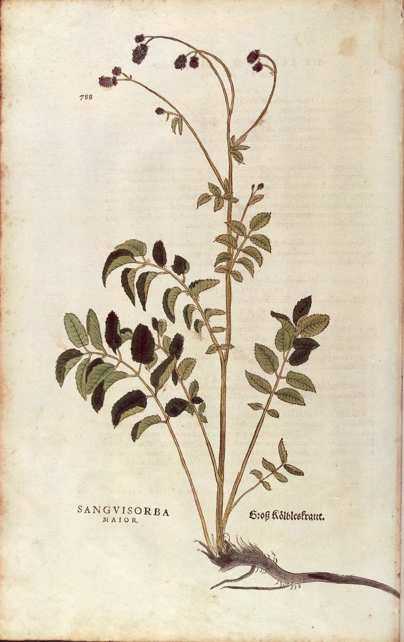 Great Burnet (Sanguisorba officinalis) by Leonhard Fuchs