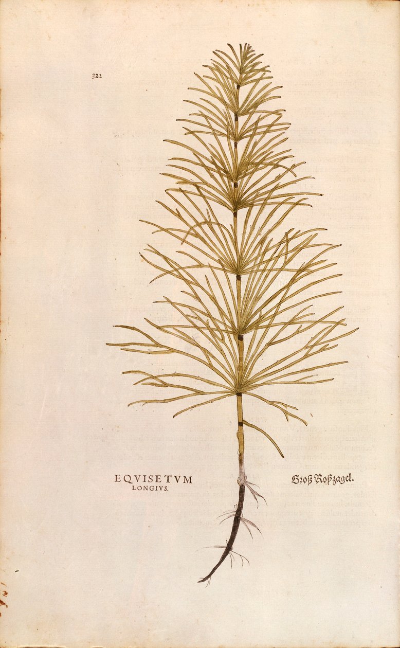 Horsetail - Equisetum arvense (Equisetum longius) from De historia stirpium commentarii insignes (Notable Commentaries on the History of Plants), coloured engraving by Leonhard Fuchs